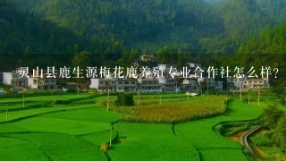 灵山县鹿生源梅花鹿养殖专业合作社怎么样？