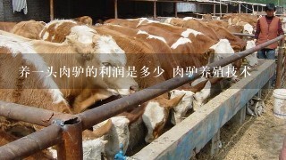 养1头肉驴的利润是多少 肉驴养殖技术