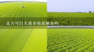 北方可以大量养殖泥鳅鱼吗