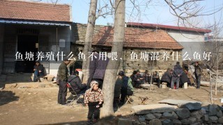 鱼塘养殖什么鱼不用喂，鱼塘混养什么鱼好