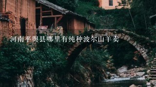 河南平舆县哪里有纯种波尔山羊卖