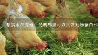 想搞水产养殖，昆明哪里可以批发到螃蟹苗和小龙虾苗？