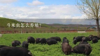 斗米虫怎么养殖？