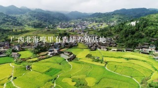 广西北海哪里有青蛙养殖基地