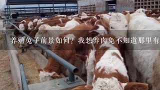 养殖兔子前景如何？我想养肉兔不知道那里有卖种兔的请指教(我是济南商河的)