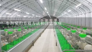 非洲菊的养殖方法和注意事项