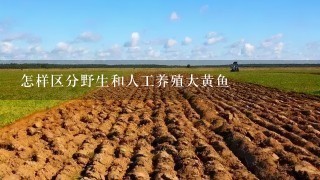 怎样区分野生和人工养殖大黄鱼