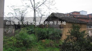 山东哪家牧业是正规的种羊基地