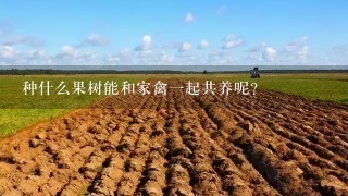 种什么果树能和家禽1起共养呢？