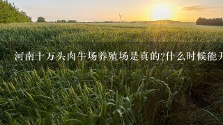 河南十万头肉牛场养殖场是真的?什么时候能开始