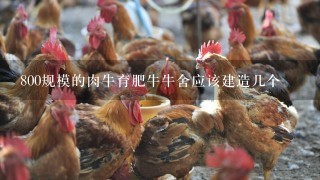 800规模的肉牛育肥牛牛舍应该建造几个