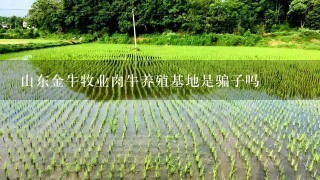 山东金牛牧业肉牛养殖基地是骗子吗