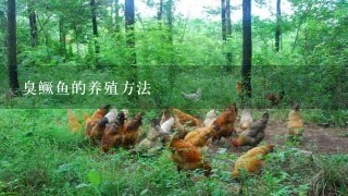 臭鳜鱼的养殖方法