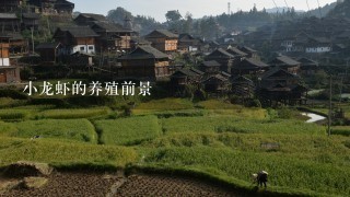 小龙虾的养殖前景