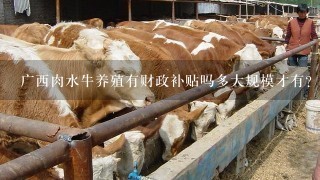 广西肉水牛养殖有财政补贴吗多大规模才有？