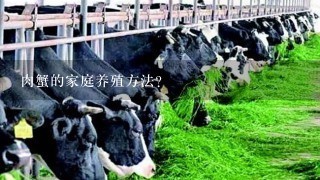 肉蟹的家庭养殖方法？