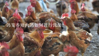 鸽笼养殖肉鸽如何进行洗澡？