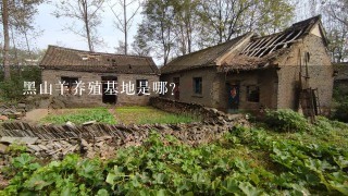 黑山羊养殖基地是哪?