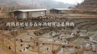 肉鸽养殖是养青年鸽划算还是种鸽