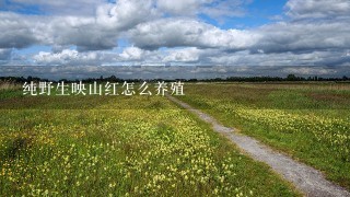 纯野生映山红怎么养殖