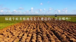 福建牛蛙养殖池是怎么建造的？注意哪些？