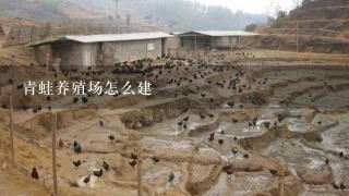 青蛙养殖场怎么建