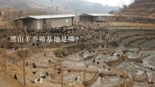 黑山羊养殖基地是哪?