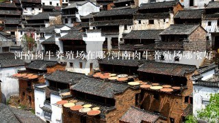 河南肉牛养殖场在哪?河南肉牛养殖场哪家好