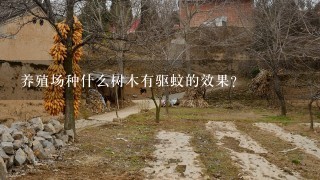 养殖场种什么树木有驱蚊的效果？