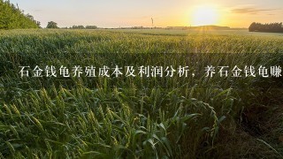 石金钱龟养殖成本及利润分析，养石金钱龟赚钱吗