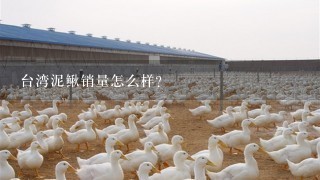 台湾泥鳅销量怎么样？