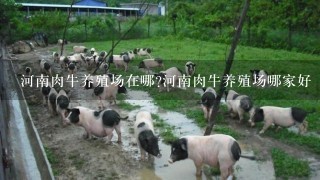 河南肉牛养殖场在哪?河南肉牛养殖场哪家好