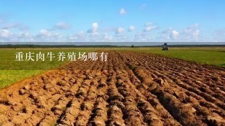 重庆肉牛养殖场哪有