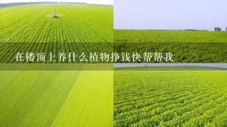 在楼顶上养什么植物挣钱快帮帮我