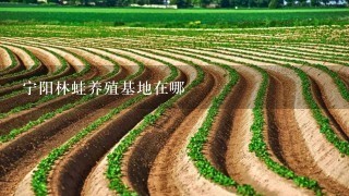 宁阳林蛙养殖基地在哪