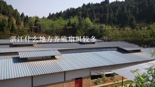 湛江什么地方养殖扇贝较多