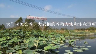 大岩桐怎么养，大岩桐的养殖方法和注意事项