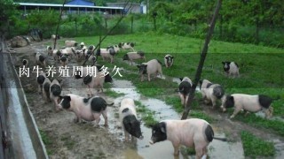 肉牛养殖周期多久