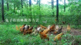 兔子在山林散养方法