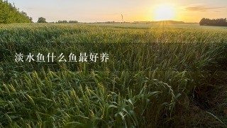 淡水鱼什么鱼最好养