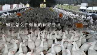 鳜鱼怎么养鳜鱼的饲养管理