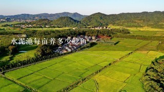 水泥池每亩养多少鲶鱼1