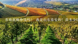 养殖泥鳅挣钱吗？ 我是山东泰安的！苗多少钱1尾？养殖多久可以上市？什么时候价钱最高？