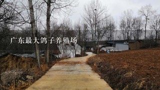 广东最大鸽子养殖场