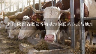 速求:陕西省鼯鼠养殖基地的联系方式与地址