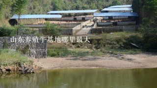 山东养殖牛基地哪里最大