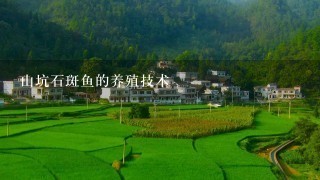 山坑石斑鱼的养殖技术