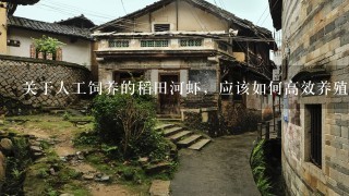 关于人工饲养的稻田河虾，应该如何高效养殖呢？