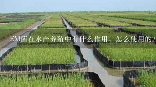 EM菌在水产养殖中有什么作用，怎么使用的？