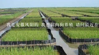 我是安徽风阳的 我想搞肉狗养殖 请问最近在哪里可